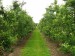 apple orchard 002